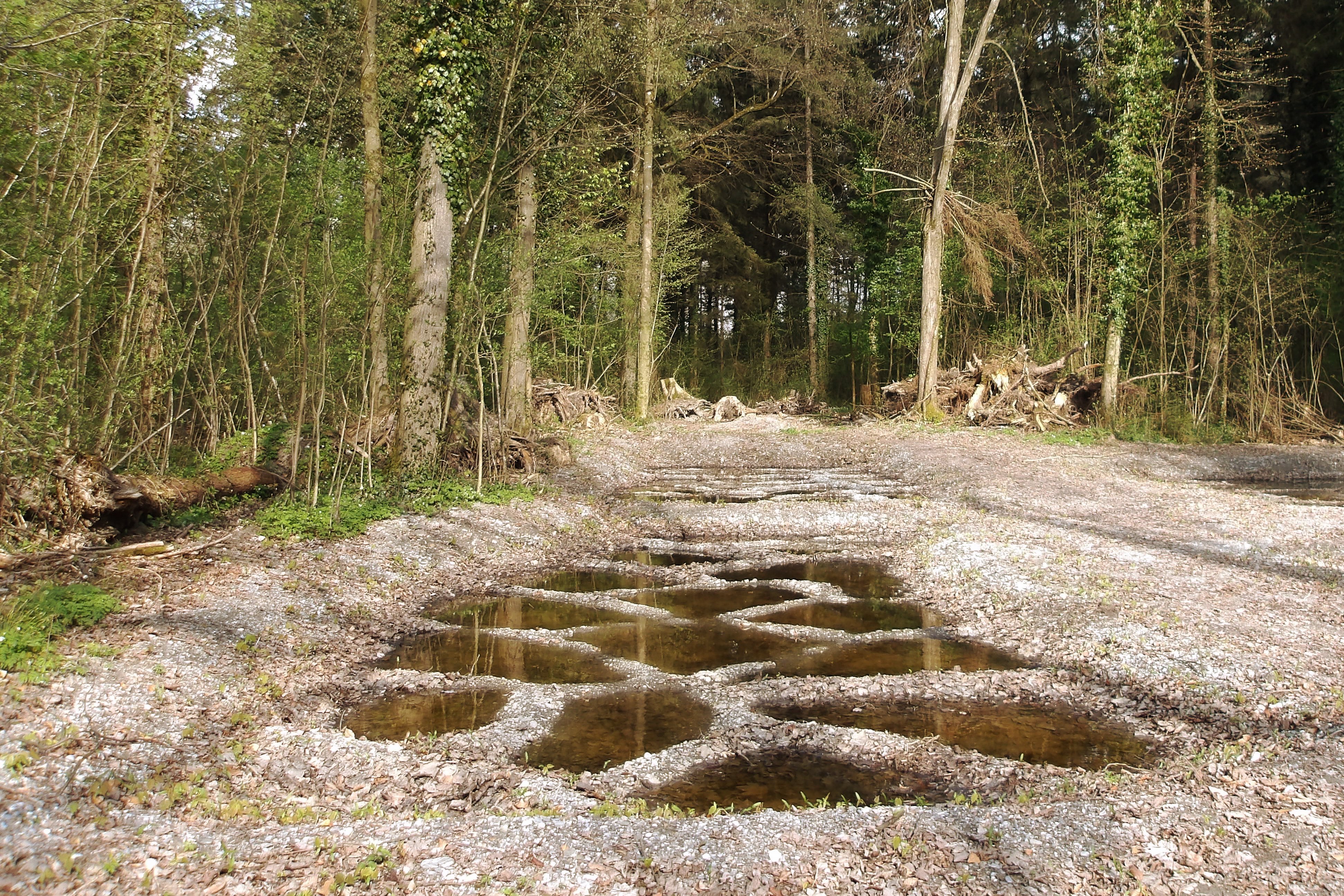 Amphibientümpel
